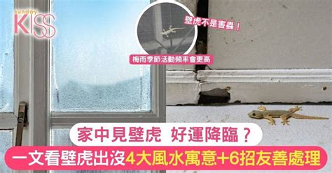 壁虎風水|家中見壁虎 好運降臨？一文看壁虎出沒4大風水寓意+6。